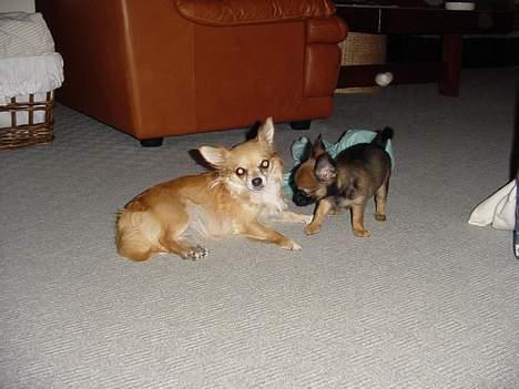 Chihuahua Malthe - Malthe og Malthes smukke mor billede 14