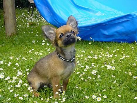 Chihuahua Malthe - "Tag nu det billede" billede 15