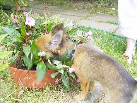 Chihuahua Malthe - Malthe godt begravet i mors blomster billede 16
