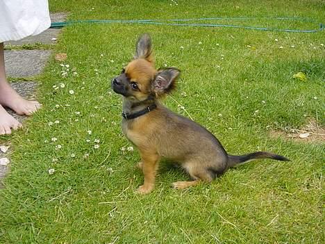 Chihuahua Malthe - "Så er jeg på igen" billede 17