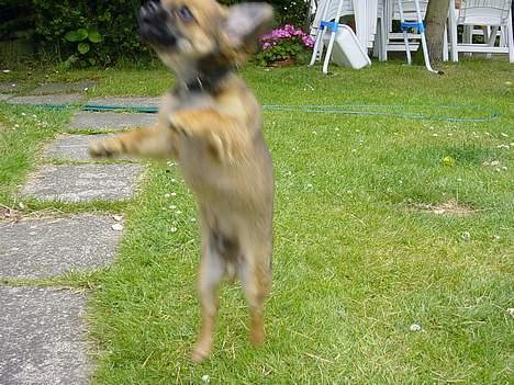 Chihuahua Malthe - Malthe for fuld 4 spring billede 18