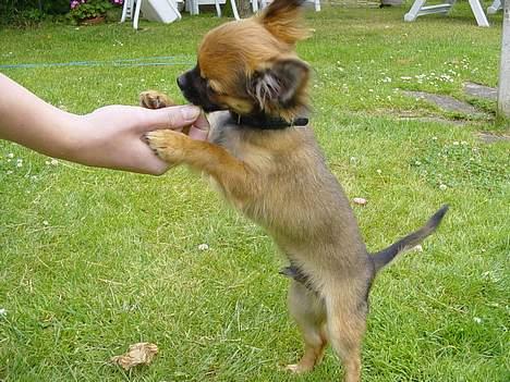 Chihuahua Malthe - "Har du noget godt til mig mor?" billede 19