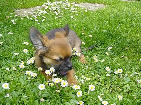 Chihuahua Malthe - "Hvis I ikke har bemærket det, så elsker jeg blomster" billede 20
