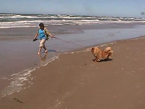 Chow chow tulle - tulle hader vand uha bliver jo våd.. billede 8