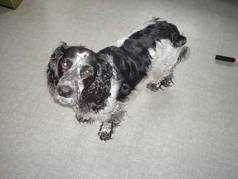 Blanding af racer Rolf - Har du ikke en godbid ? billede 1