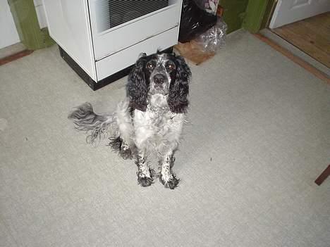 Blanding af racer Rolf - Vov ? billede 2