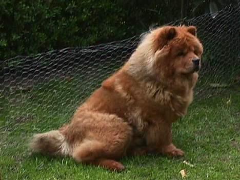 Chow chow tulle - her 3 år gammel billede 9