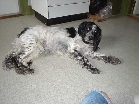 Blanding af racer Rolf - Her ligger Rolf og vil kløes . billede 3