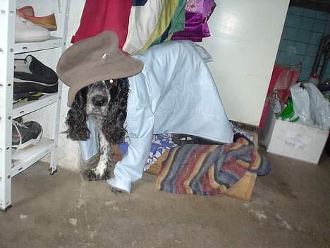 Blanding af racer Rolf - Rolf betyder jo ulv, så en Rolf i lammeklær billede 4