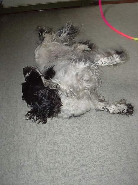 Blanding af racer Rolf - Her ruller Rolf rundt . billede 5