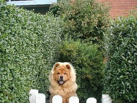 Chow chow tulle - er der bedre ude i den store verden.2år gammel. billede 10