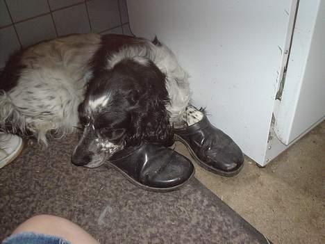 Blanding af racer Rolf - Rolf følger i mine sko . billede 6