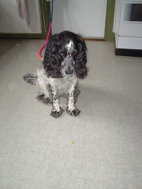 Blanding af racer Rolf - Rolf står pænt og venter på et højt "JA" billede 7