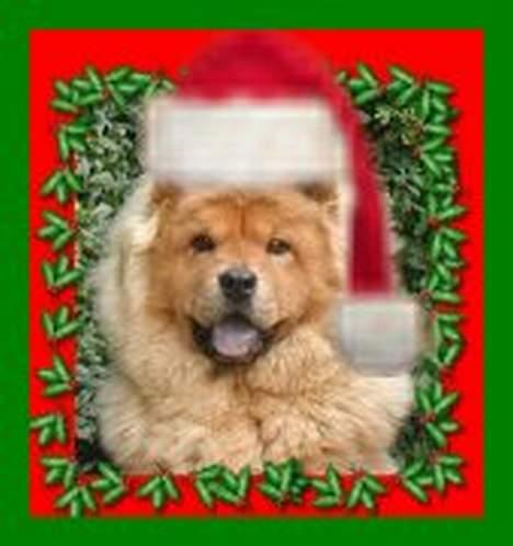 Chow chow tulle -  klædt ud som julenisse. billede 11