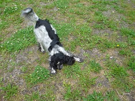 Blanding af racer Rolf - Her leger Rolf med sin bold . billede 8