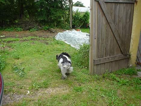 Blanding af racer Rolf - halse af sted billede 9