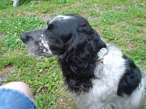 Blanding af racer Rolf - Blomsten smuldrer lidt !? billede 10