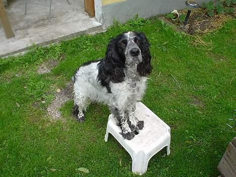 Blanding af racer Rolf - Her står Rolf jo fint ? billede 11