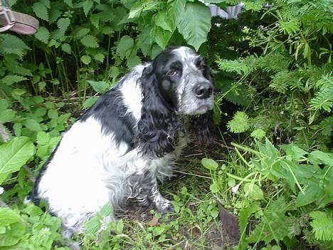 Blanding af racer Rolf - I urskoven billede 12