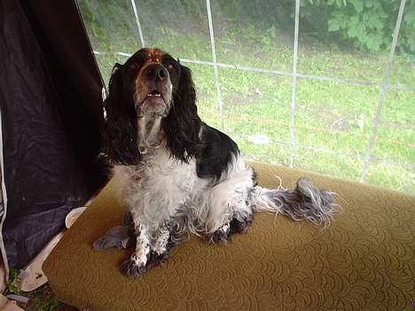 Blanding af racer Rolf - Rolf i fortelt billede 13