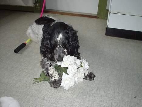 Blanding af racer Rolf - Blomster til dig ! billede 14