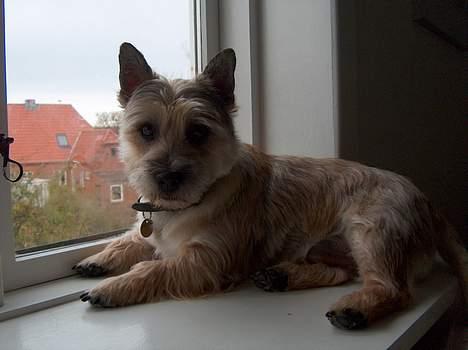 Cairn terrier Oliver billede 11