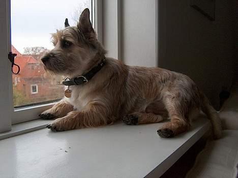 Cairn terrier Oliver billede 12