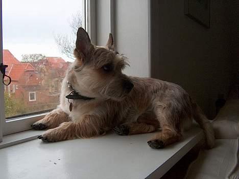 Cairn terrier Oliver billede 13