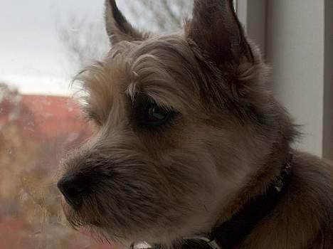 Cairn terrier Oliver billede 14