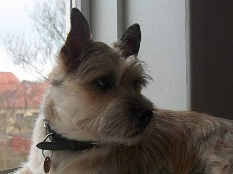 Cairn terrier Oliver billede 15