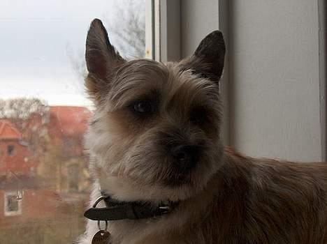 Cairn terrier Oliver billede 16