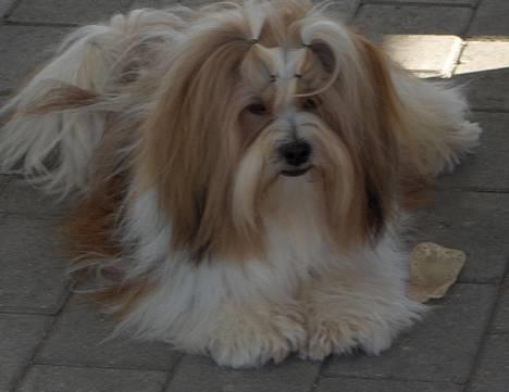 Lhasa apso Khantöma-Ri Fujiyama  - Lhasa apso - Fujiyama (Simba) september 2006 billede 1