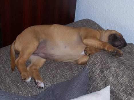 Staffordshire bull terrier Bella - 2005-07-03: Hov her kan jeg da godt tage en lille morfar.ZZzzZZzzZZzz billede 5