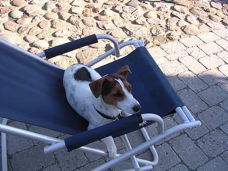 Jack russell terrier Nemo billede 11