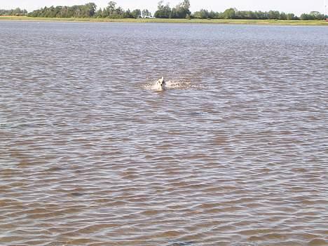 Jack russell terrier Nemo billede 12