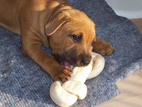 Staffordshire bull terrier Bella - Dygtig hund m stort ben :o) billede 6