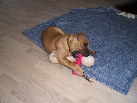 Staffordshire bull terrier Bella - ja ja det er dit legetøj...  billede 7