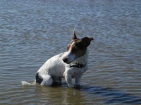 Jack russell terrier Nemo billede 13