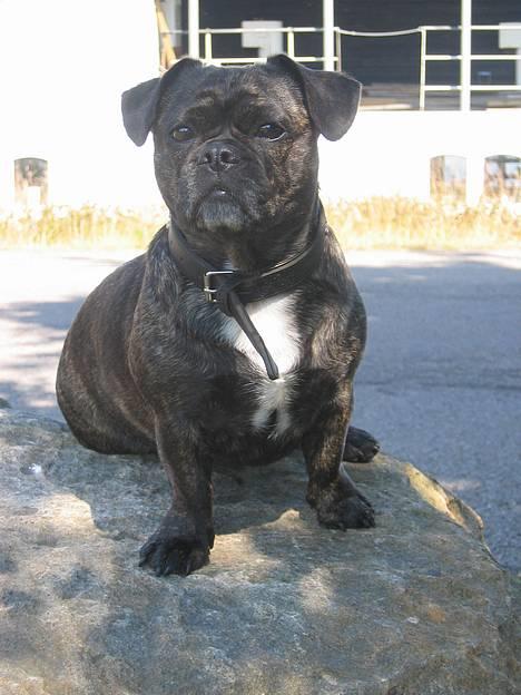 Blanding af racer Luna (R.I.P aflivet 17/1-17) billede 18