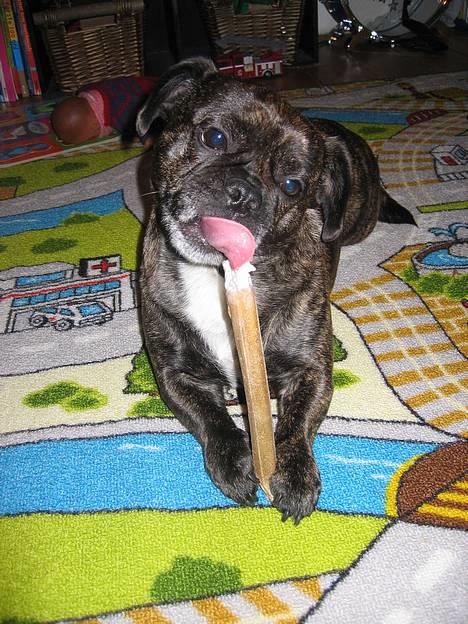 Blanding af racer Luna (R.I.P aflivet 17/1-17) - mums, lækkert kødben. billede 19