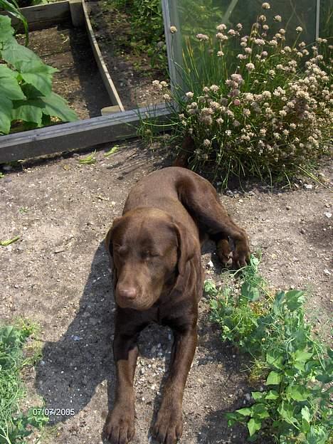 Labrador retriever Basse billede 18