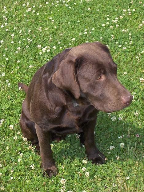 Labrador retriever Basse billede 19