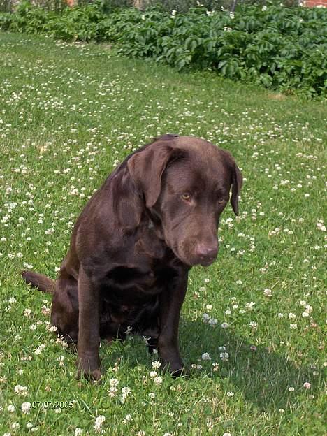 Labrador retriever Basse billede 20