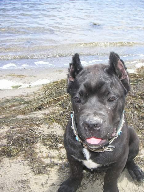Cane corso Makker - Makker på stranden - som alle andre i familien skal han snart få lært at sætte pris på stranden... billede 5