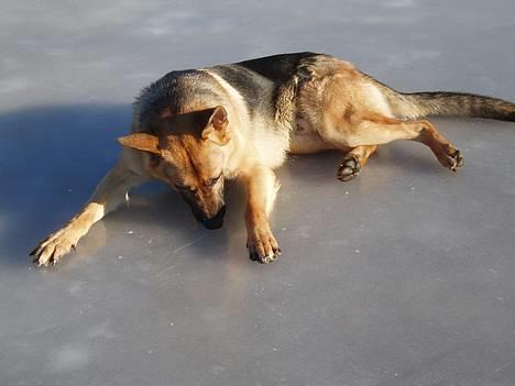 Schæferhund Samie - 29 januar 2006 ! billede 15