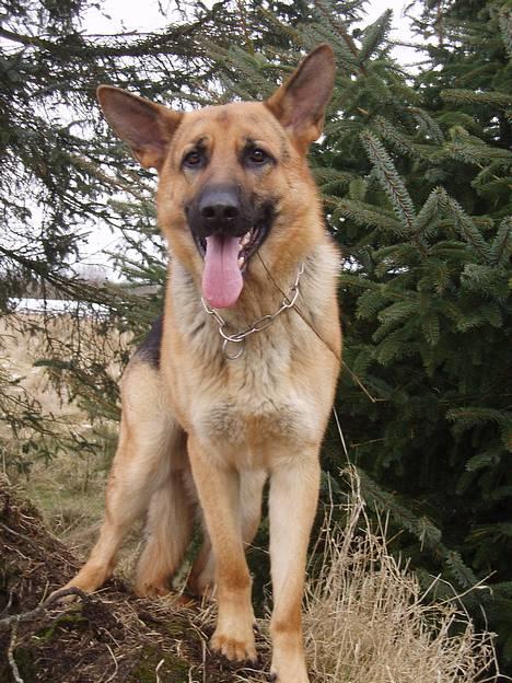 Schæferhund Samie - Samie .. 10 marts 2006 billede 16