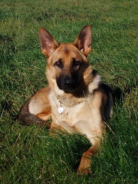 Schæferhund Samie - Samie // 16 oktober 2005 billede 17