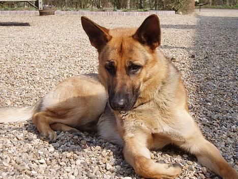 Schæferhund Samie - Store ører .. Haha . lige min mie hund :D billede 18