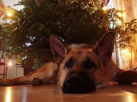 Schæferhund Samie - Samie ... tirsdag den 27 december 2005  billede 19