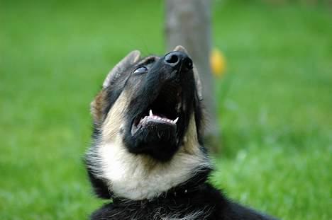 Schæferhund RICO billede 4